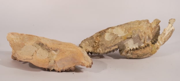 Two Agri Ocherous Oreodont Fossil Skull Specimens