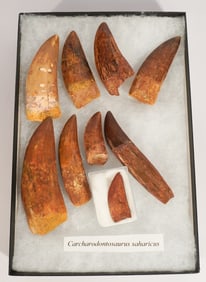 Collection Fossil Carcharodontosaurus Teeth
