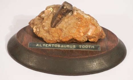 Excellent Albertosaurus Tooth Specimen on Stand