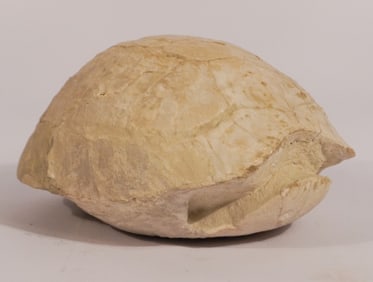 Fossil Stylemys Turtle Shell