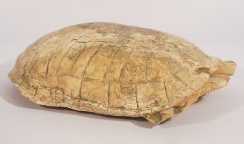 Excellent Large Stylemys Fossil Turtle Shell