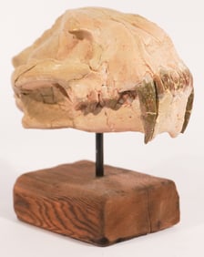 Nimravus Fossil Skull & Jaw Mount on Base