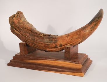 Prehistoric Bison Fossil Right Horn