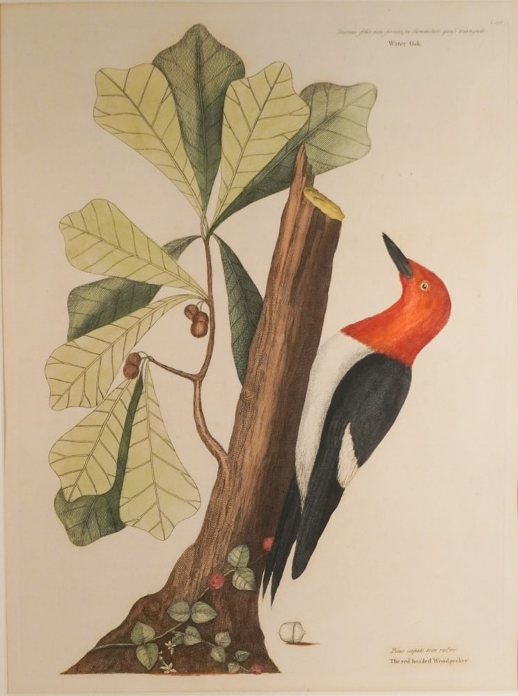 Mark Catesby (1 of 10)