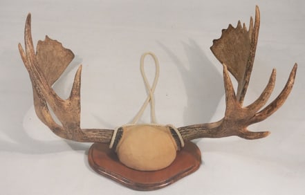 Charming Moose Antler Mount