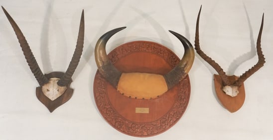 Collection Handsome Taxidermy Antler Mounts