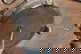 item-208700827=17