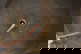item-208700829=4