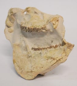 Very Fine Prehistoric Fossil Orthodont Skull Specimen