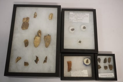 Excellent Collection Prehistoric Dinosaur Tooth Specimens