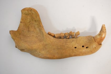 Prehistoric Fossil Specimen Lower Jaw Bone of Cave Bear