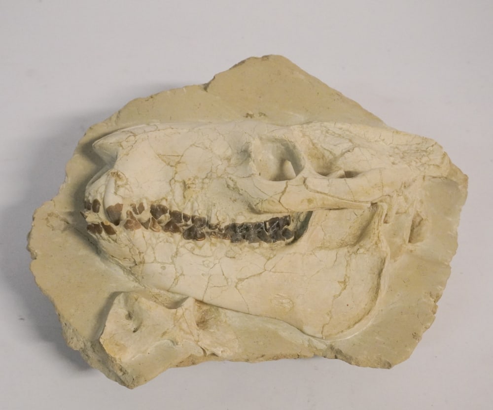 Very Fine Prehistoric Fossil Oreodont Skull Specimen (1 of 2)