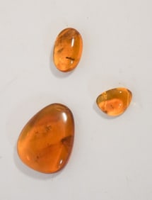 Excellent Collection Prehistoric Fossil Amber Specimens With Insects