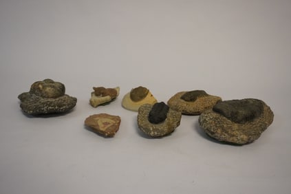Collection Prehistoric Trilobite Fossil Specimens