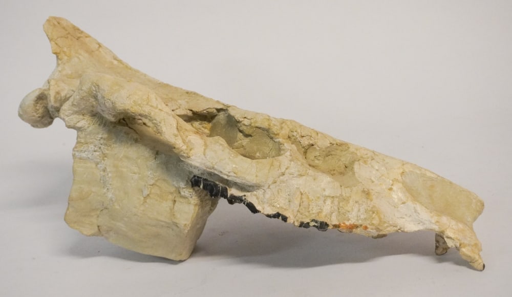 Nice & Large Subhyracodon Fossil Skull Specimen (1 of 5)
