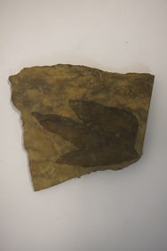 Excellent Prehistoric Dinosaur Trackway or Foot Print