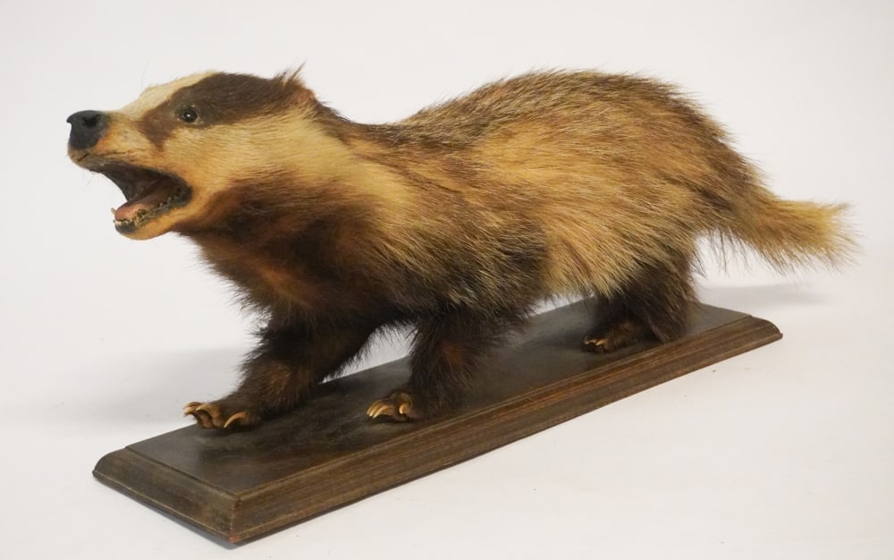 Charming Antique Taxidermy Badger Mount: Early 20th century. Having brilliant colors and nicely kept overall. Very slight wear consistent with age. L20" H9" Sold from the collection of a Charleston lady and gentleman.
