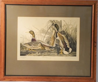 Audubon History Institute Mallard Duck Engraving