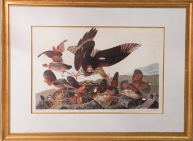 Excellent Amsterdam Edition Audubon Virginia Partridge & Red-tailed Hawk