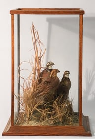 Quality Taxidermy Quail Diorama Under Case