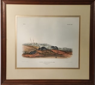 John James Audubon Hand Colored Work of Carolina Shrew