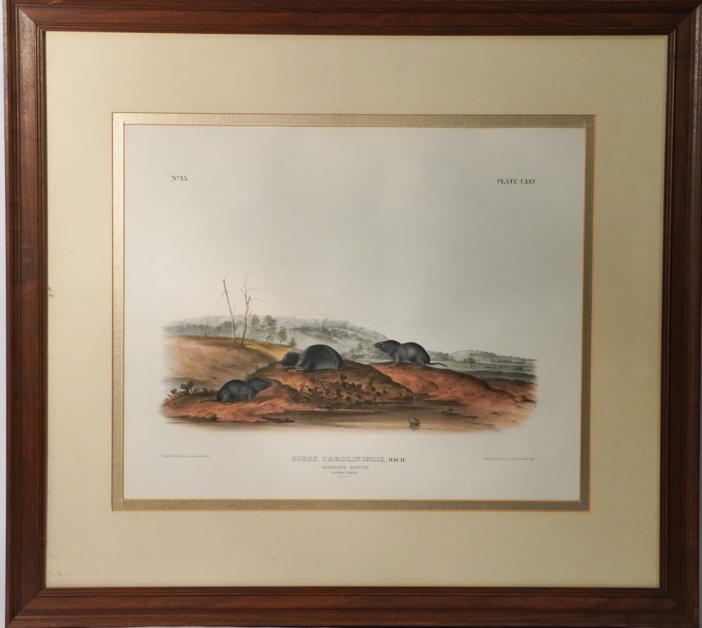 John James Audubon Hand Colored Work of Carolina Shrew (1 of 2)