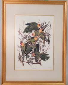 Fine Amsterdam Edition John James Audubon Carolina Parakeet