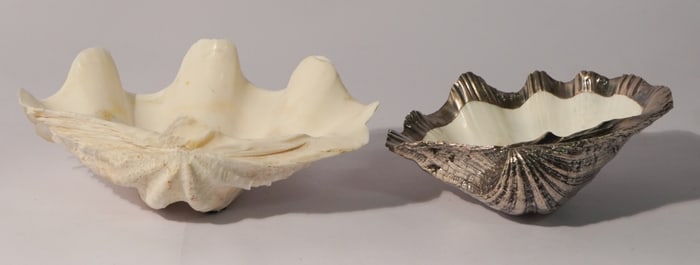 Two Deco Natural Large Size Clam Shell Dishes