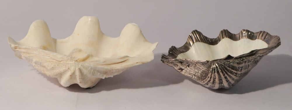 Two Deco Natural Large Size Clam Shell Dishes (1 of 3)