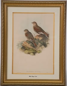 Excellent Collection of John Gould Avian Hand Colored Lithographs
