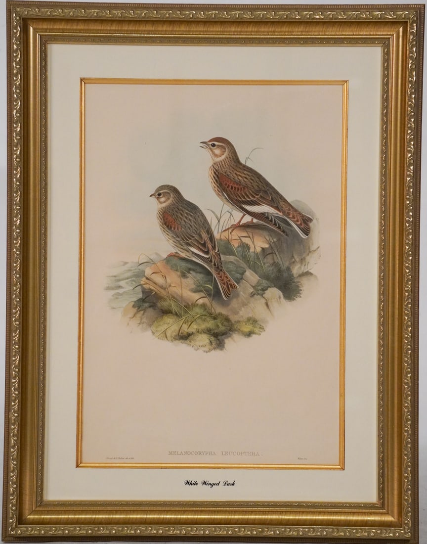 Excellent Collection of John Gould Avian Hand Colored Lithographs: 19th century. Brilliant large collection all framed very nicely and with acid free mats. An excellent collection in very well kept condition. Sold from the collection of a Kiawah Island, SC lady.