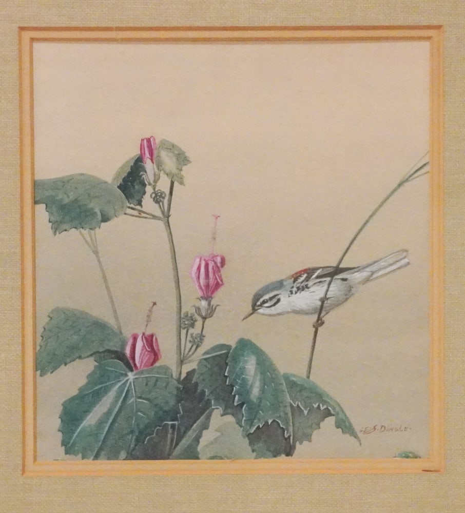 Edward Von Siebold Dingle