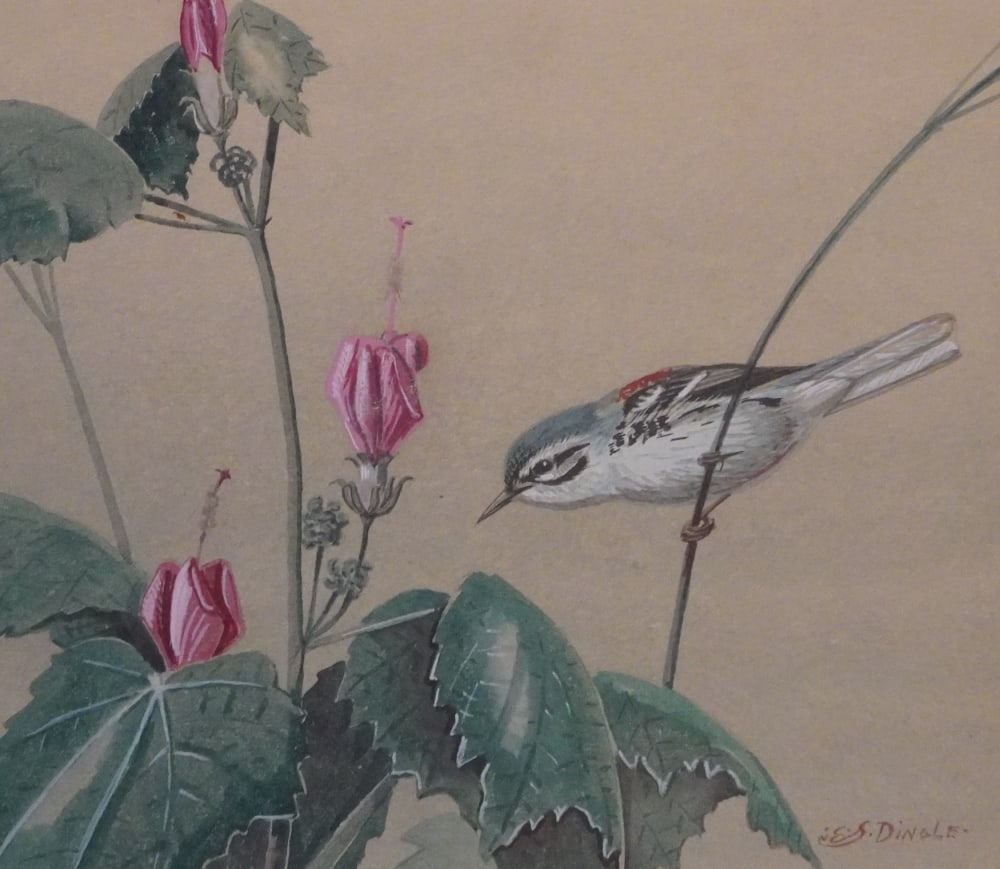 Edward Von Siebold Dingle - 2