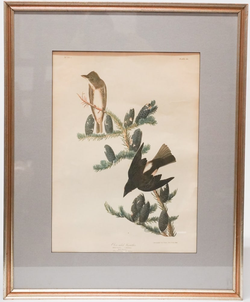 John James Audubon Bien Edition: Olive Sided Flycatcher 1860 New York Bien edition hand colored and in well kept condition. Some slight yellowing to paper consistent with age. The work is not laid down. Framed size: H32" W25 3/4" Sol