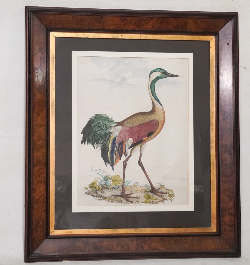 George Edwards Hand Colored 18th Century Copper Plate Hand Colored Etching: Circa 1770. Having been brilliantly hand colored the work of the Common Cinereous Crane. Framed nicely and in good well kept overall condition with some slight yellowing and stains consistent with