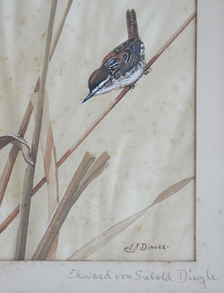 Edward Von Siebold Dingle - 2