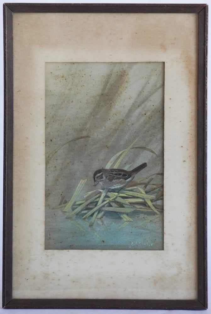 Edward Von Siebold Dingle: (South Carolina, 1893-1975) Original water color of Swamp Sparrow, signed lower right. Very nicely rendered work, good overall condition. Foxing is on glass only, not the paper. Sight size: H11" W7"