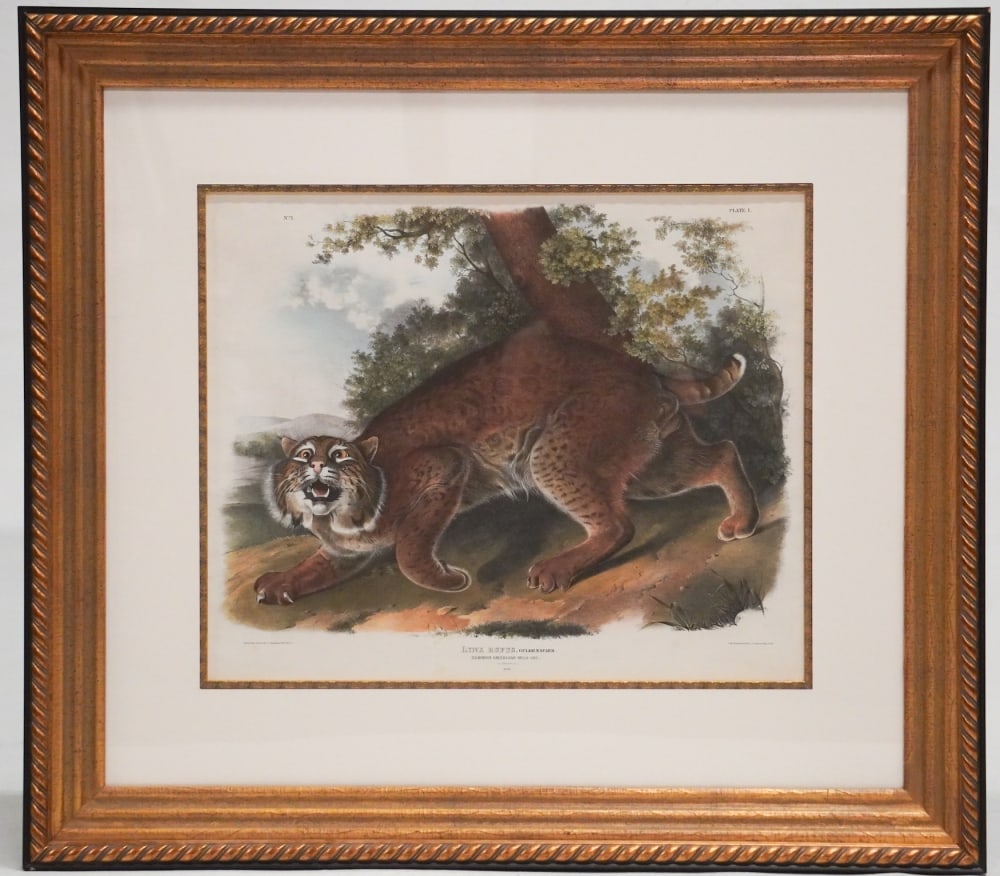 John James Audubon Amsterdam Edition: Original Amsterdam Edition of Lynx Ruffus. Nicely kept condition and framed well with acid free paper and quality frame. Framed: H35" W39 1/4" Sold from the collection of a Greenville, South Carolina