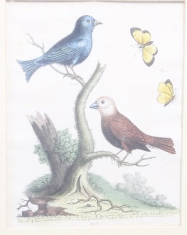 George Edwards: (Britain, 1694-1773) mid to late 18th century. group of five copper engravings. “The Wild Swan” originally published 1743, “The Malacca Gros-beak…” published 1758, the “Bengallean Buzard��