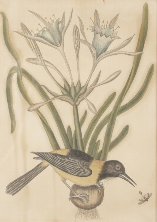 Mark Catesby: (British, 1682-1749) hand-colored engraving on paper, depicting the Carolina Spider Lily and the Yellow and Black Pye. Appendix Plate 5 in Catesby’s The Natural History of Carolina, Florida and the