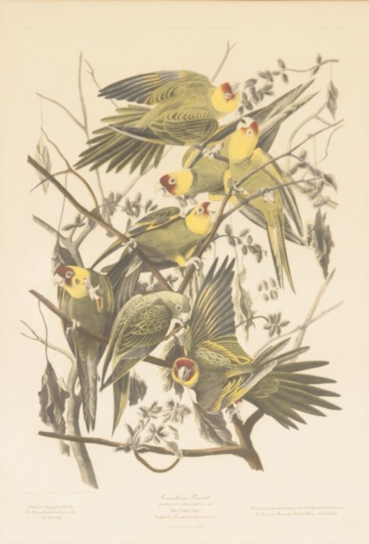 John James Audubon: (American, 1785-1851) hand-colored, copper plate etching entitled “Carolina Parrot”, Plate XXVL from “The Birds of America” . reproduced by special permission of the American Museum of Natural