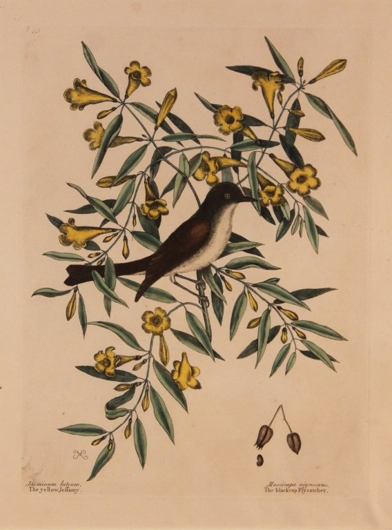 Mark Catesby, Blackcap Flycatcher: (British, 1679 - 1749) Yellow Jeffery hand colored engraving. framed. sight size: H15 1/2" W12" Private Upcountry, South Carolina Collection.