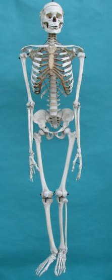 Human Skeleton