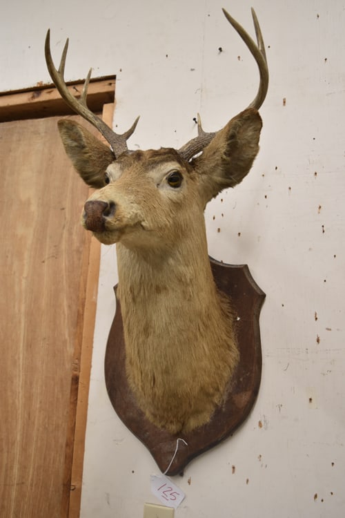WHITE TAIL DEER MOUNT (1 of 2)