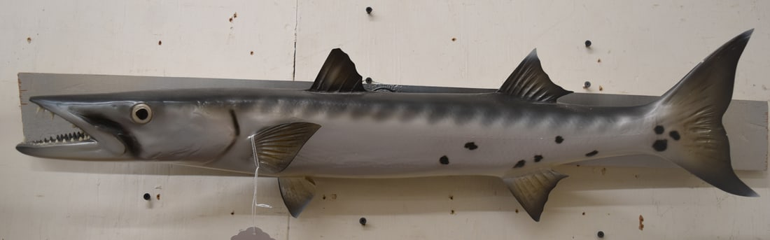 MOUNTED BARRACUDA (1 of 3)