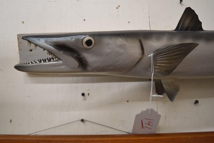MOUNTED BARRACUDA - 2
