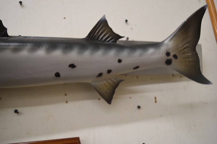 MOUNTED BARRACUDA - 3