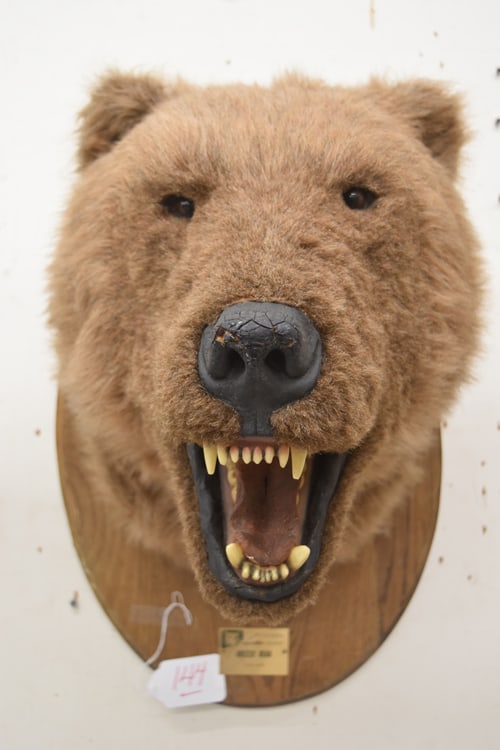 ANDERSON FAUX GRIZZLY MOUNT (1 of 5)