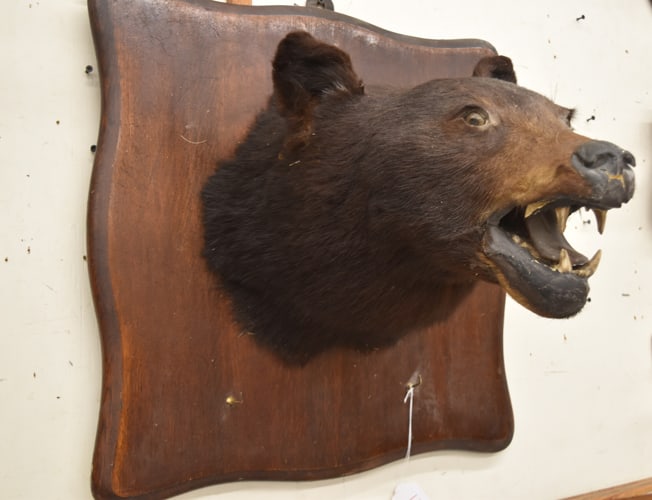 MOUNTED BLACK BEAR HEAD (1 of 3)