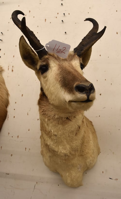 PRONGHORN MOUNT (1 of 3)
